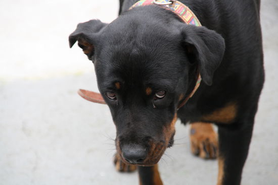 Alexa im Portrait: Wunderschoene Ohren....