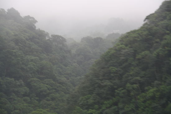 Auf der Strecke von Sao Paulo nach Santos ist viel Regenwald zu bestaunen.