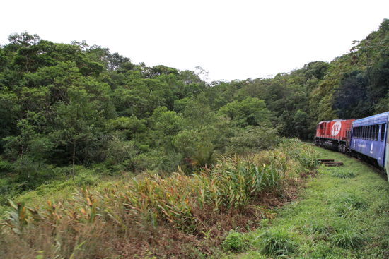 Der Zug mitten durch die Wildnis.