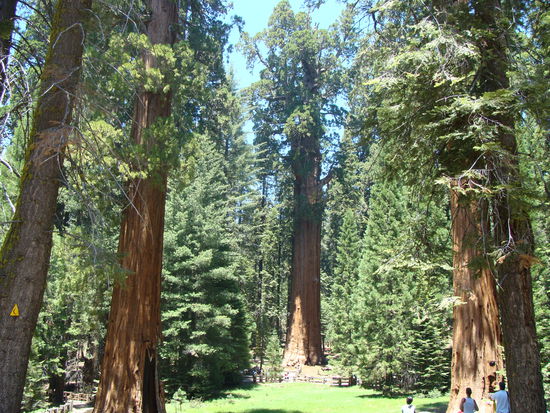 Bild des Tages: Der General Sherman in seiner vollen Größe