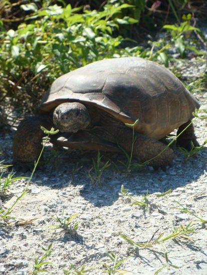Die Schildkröte, die unseren Weg kreuzte.