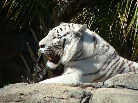 Die Tiere hier waren einfach traumhaft schön.