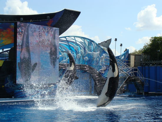 Ein graziler Sprung der Orcas während der Show.