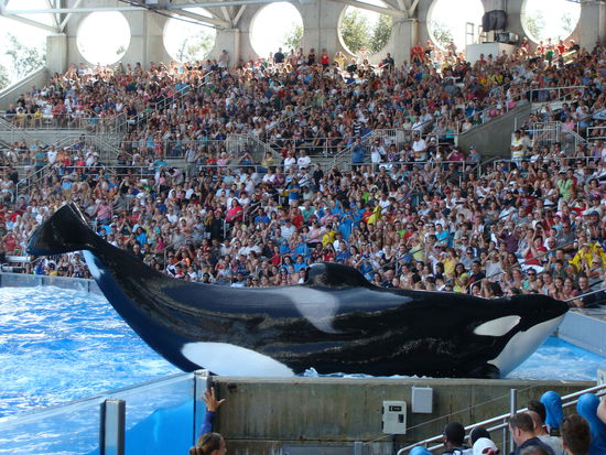 Shamu präsentiert sich der faszinierten Menschenmenge.