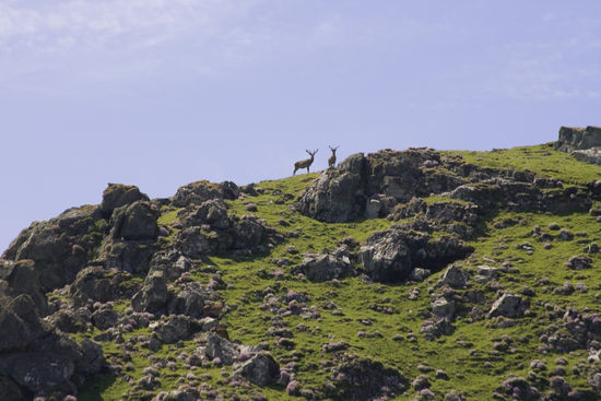 Inisvickilaun mit Rotwild