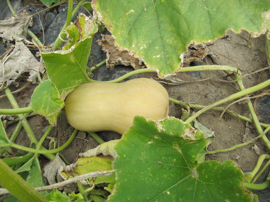 Squash, auch Kürbis genannt