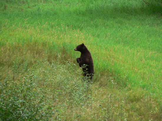 Hausbär in seinem gewohnten Umfeld 