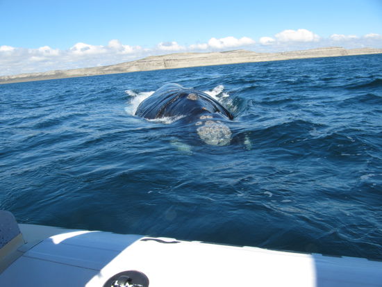 Buckelwal zum Greifen nah!