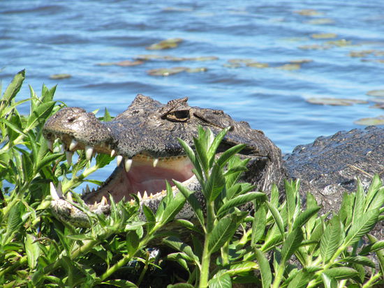 Süsser Kaiman 