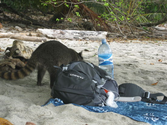 Der Waschbär rüttelte an meinem Rucksack, welcher zur gleichen Zeit mein Kopfkissen war...