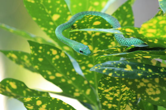 Grüne Baumschlange, ungiftig, aber agressiv.