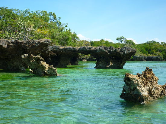 Mangroven auf abgestorbenen Korallen