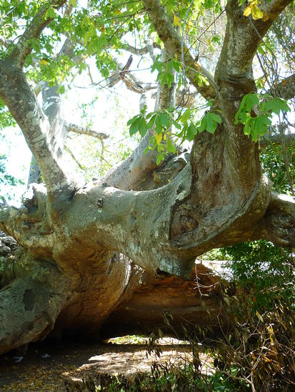 500 Jahre alter Baobab, schonmal umgefallen, wächst aber trotzdem noch weiter, weil er Luftwurzeln gebildet hat. Imens groß und wirklich beeindruckend!
