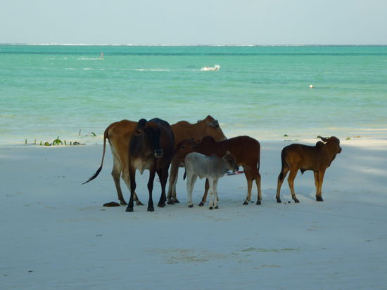 Kühe am Strand und überall