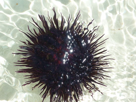 Seeigel im flachen Wasser