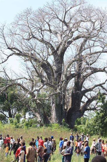 Baobab Tree