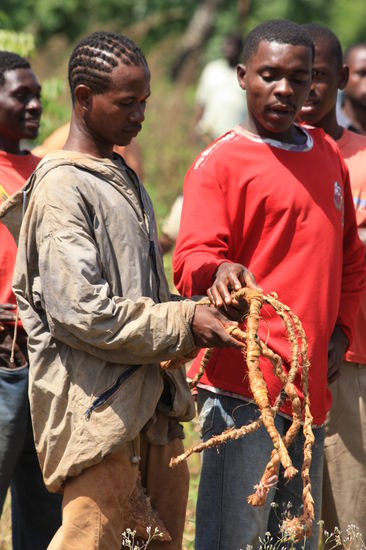 Geflochtene Palmwedel zum Schlagen! Das klatscht!