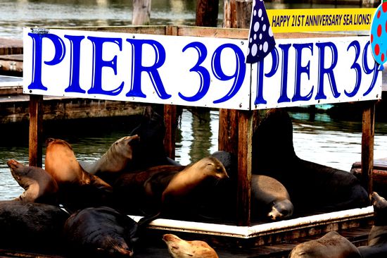 Zwischendurch nochmal schnell zum Pier 39 und stundenlang Seelöwen angucken! Riechen tun sie nicht nach Rosenduft, aber so schiiii anzusehen sind sie!