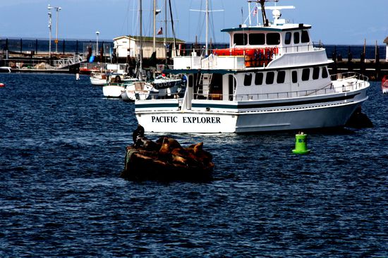 Seehunde am Hafen von Monterey