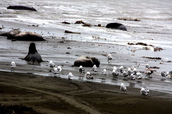 Seeelefanten vor San Simeon