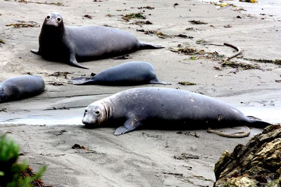 Die richtig dicken Nasen habe nur die Bullen.