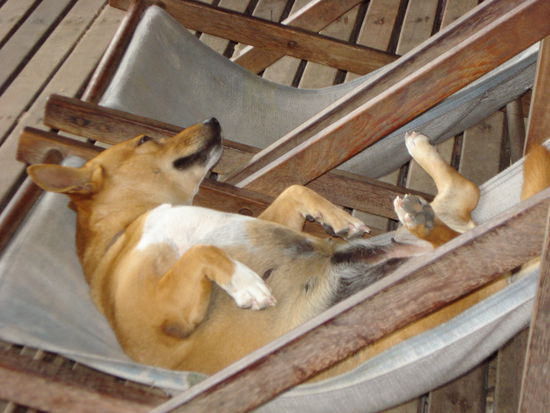 Das Hundeleben von Sausage, dem Hund der Blue Divers!