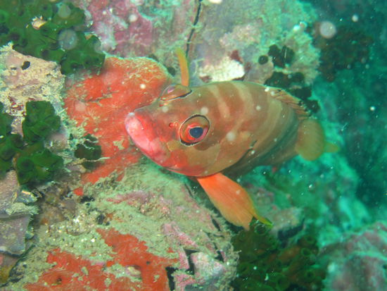 Ein Fisch... ich bin kein Experte...