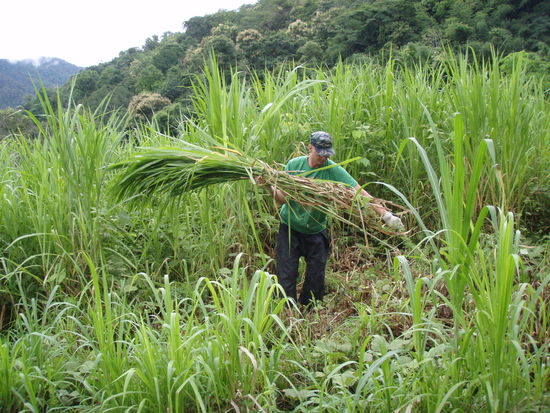 Bibo kämpft mit dem Elefantengras