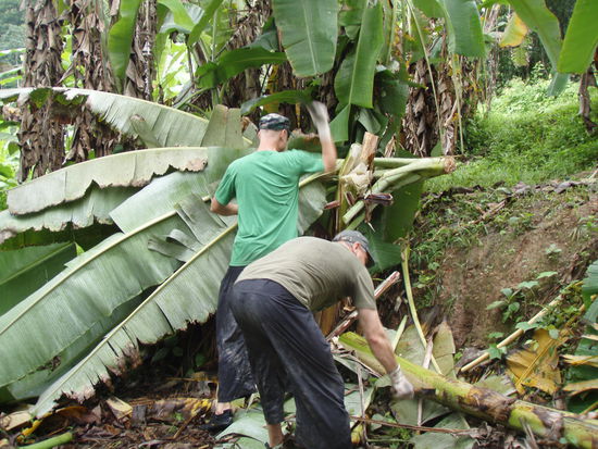 Bananenbaum fällen