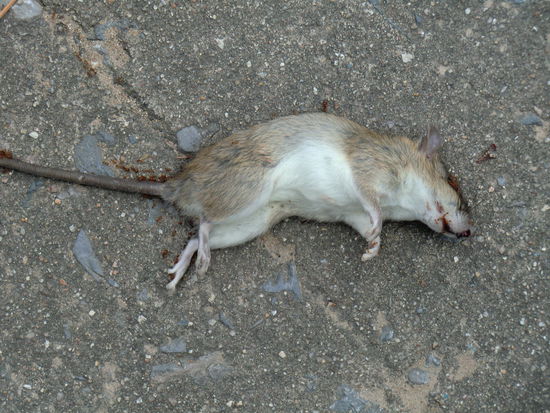 die hat es glatt umgehauen