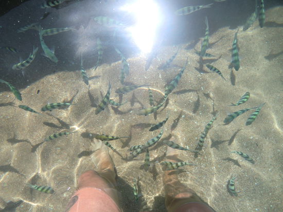 von Fischen umzingelt