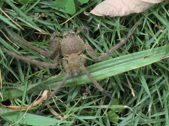 die Spinne saß am Straßenrand....