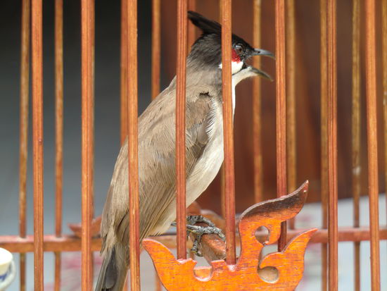 der hier leider im Käfig !! 