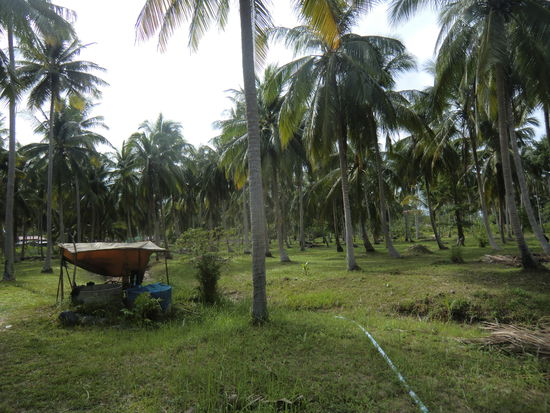 von dort kommt dieses tuckern