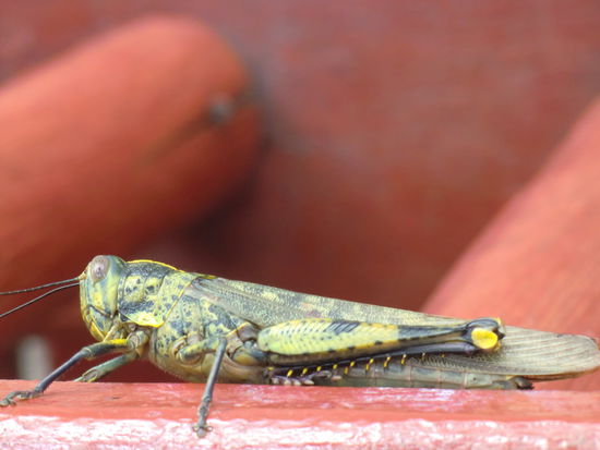 Heuschrecke auf dem Balkon