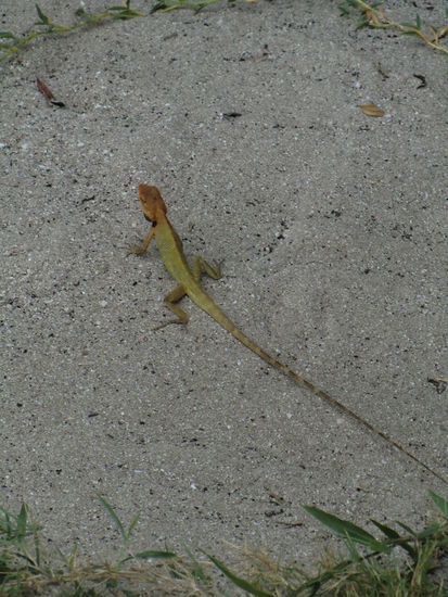 Eidechse vor dem Haus