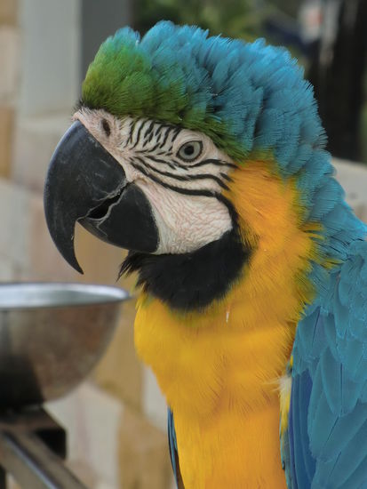 .....einem ganz lieben Ara.....