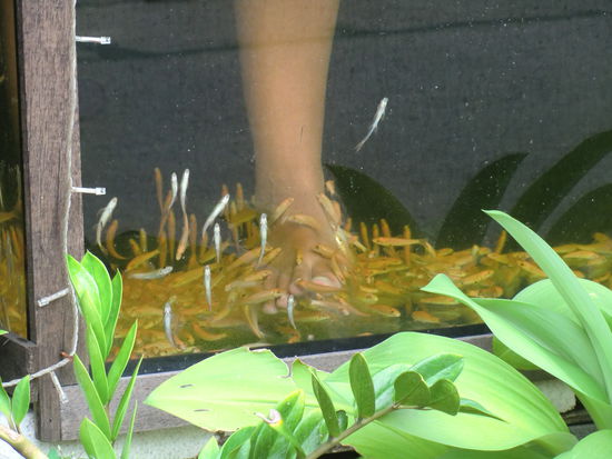 fressen, fressen...alles fressen !!!!