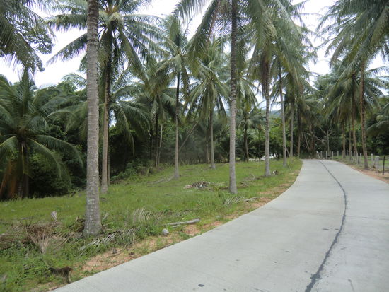 immer noch die Soi 4