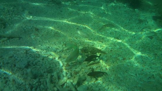 kleine Fische