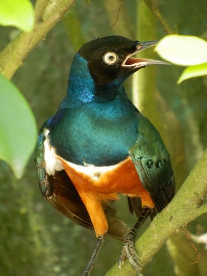 und noch so ein kleiner Piepmatz hat sich im Busch versteckt