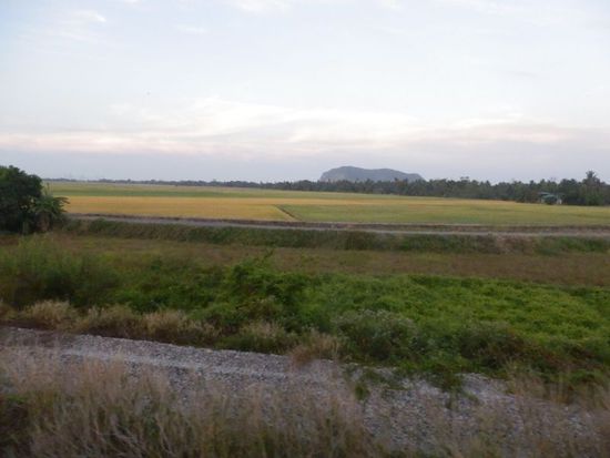Reisfelder bei Alor Setar