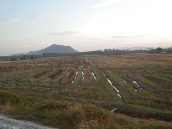 und Reisfelder über Reisfelder