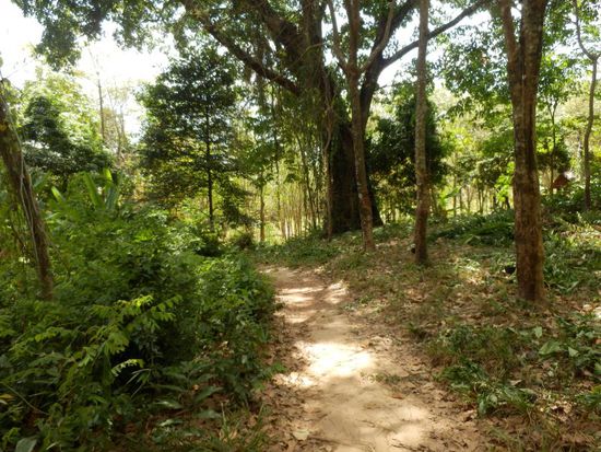 dann weiter auf Dschungelpfaden