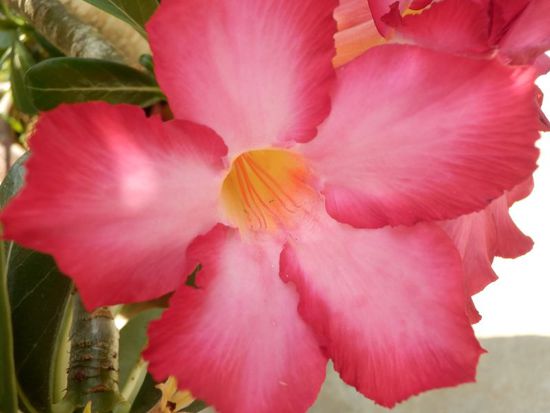 Tanja hat mal die Makro-Einstellung der Kamera ausprobiert