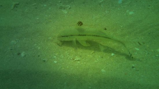 ein Einzelner war auch dabei