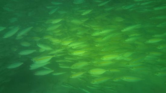 hier noch mal ein Teil des Schwarmes