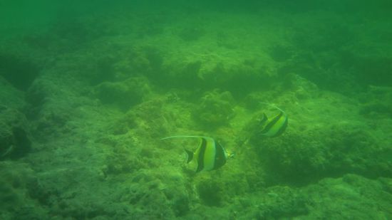 und ein kleines Pärchen