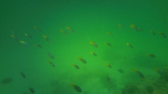 und viele, viele kleine Bunte