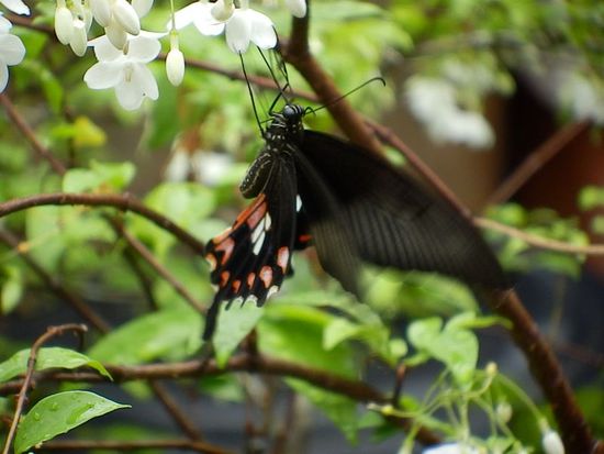 hier eines von 75 Serienbildern - Schmetterling -
